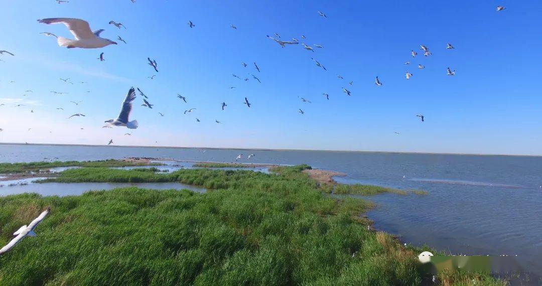 淮河流域河湖生态环境持续复苏 累计退圩还湖超260平方公里