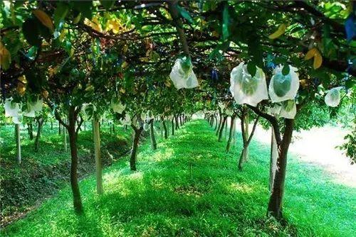 2025有机蔬菜行业市场发展现状及竞争格局分析_保险有温度,人保服务 
