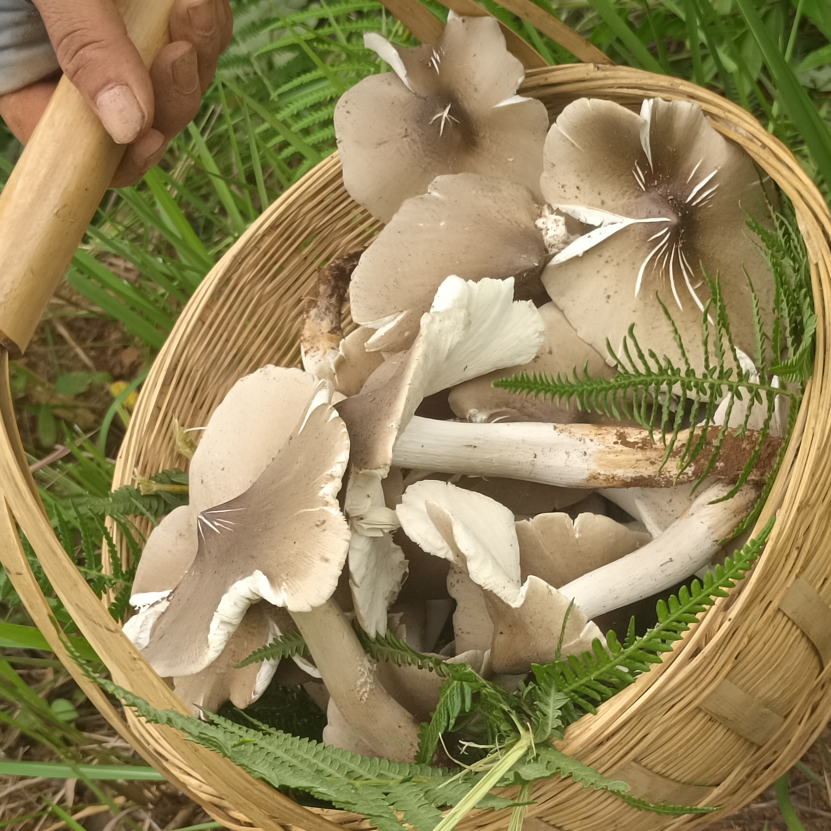 朱鹮故乡发现了新蘑菇