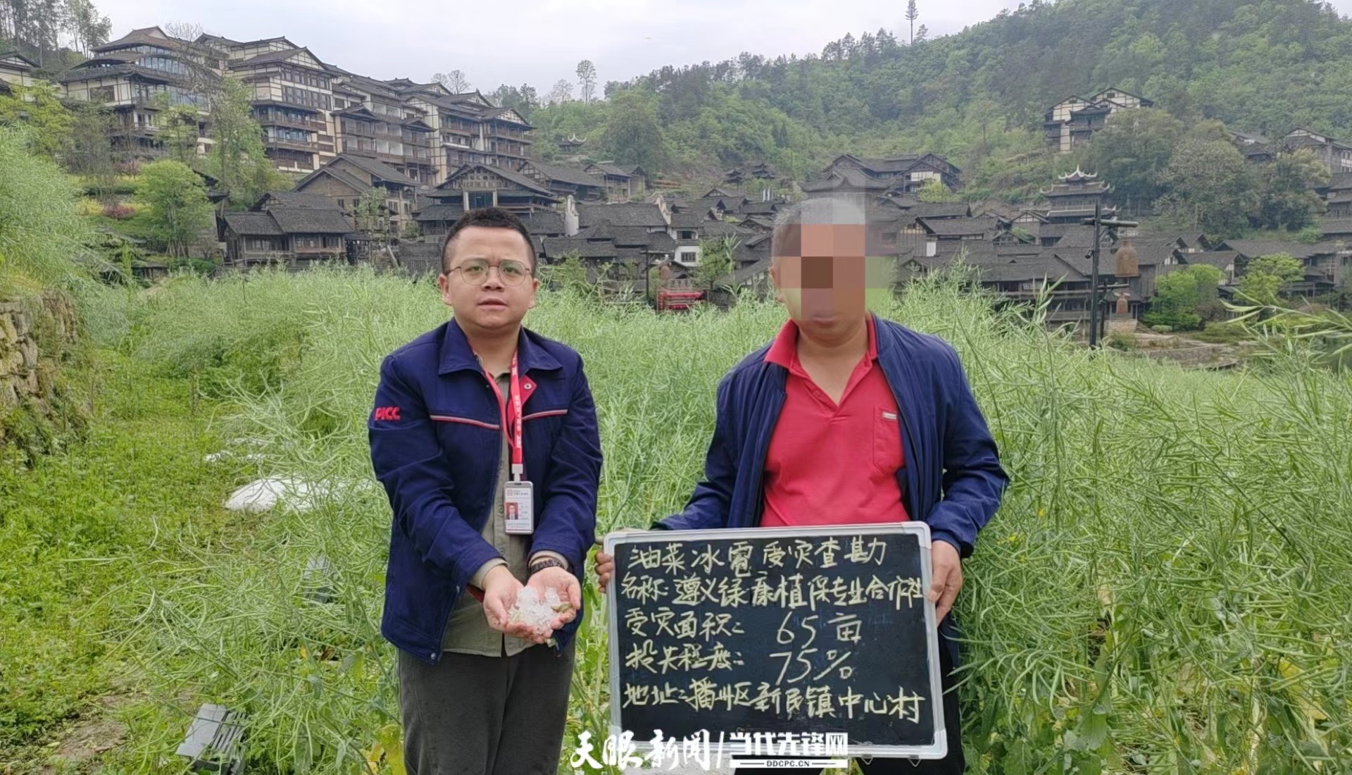 2025油菜行业发展现状及市场规模、市场格局分析_人保伴您前行,人保财险 