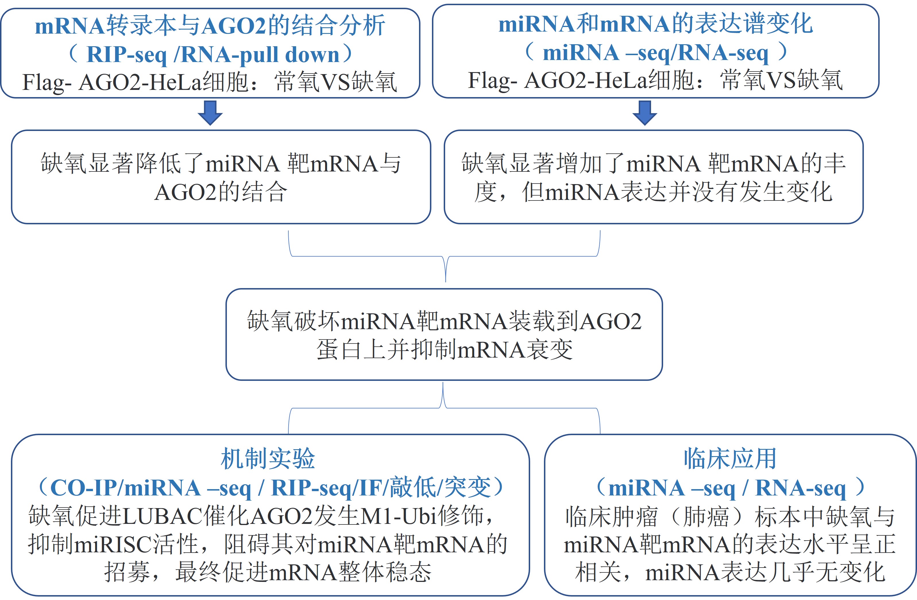 我国新研究成果揭示骨关节炎肌萎缩关键机制
