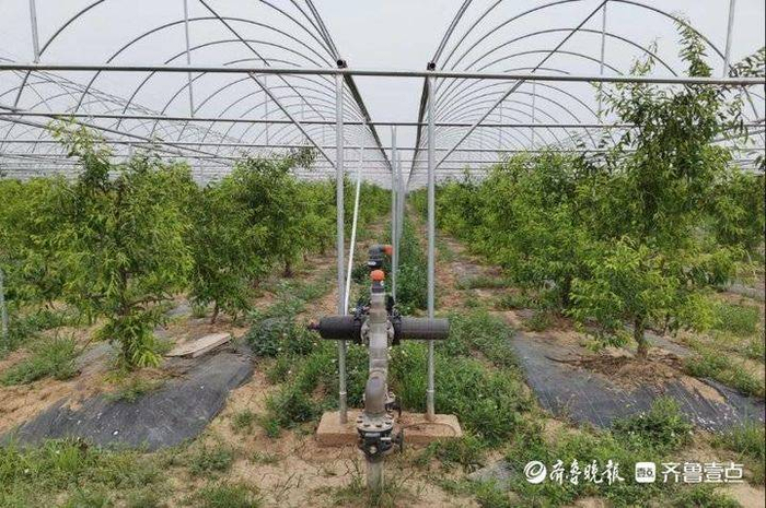 为田野插上科技的“翅膀”——南京国家农高区科技助力乡村振兴的故事