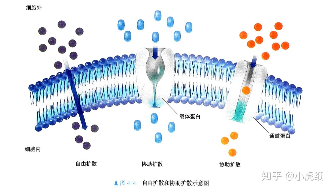 华恒生物获得发明专利授权：“转运蛋白lysE突变体及其在提高L-组氨酸产量中的应用”