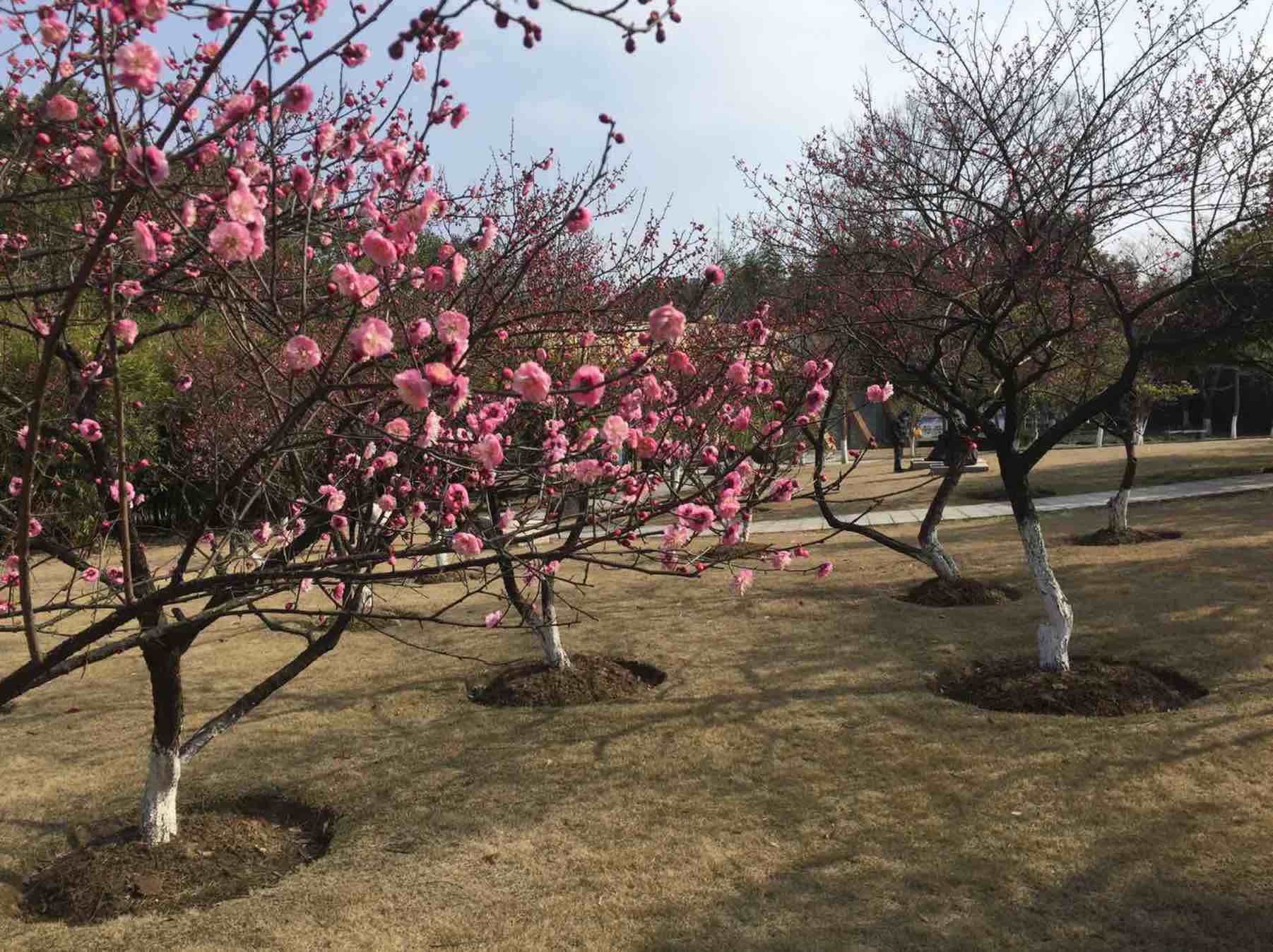 5月14日花王股份涨停:园林,新型城镇化,PPP概念热股