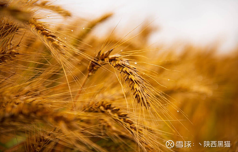 苏垦农发:业绩连降两年未见底,拟为核心种业引入战投谋破局